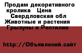 Продам декоративного кролика › Цена ­ 3 000 - Свердловская обл. Животные и растения » Грызуны и Рептилии   